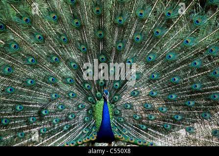 Pavo cristatus (paons indiens) affichant son plumage, Tamil Nadu, Inde Banque D'Images