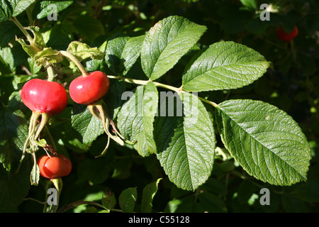 Rosa rugosa Rose japonais Berries Banque D'Images