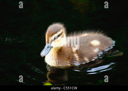 Petit Canard noir (Anas rubripes) dans de l'eau Banque D'Images