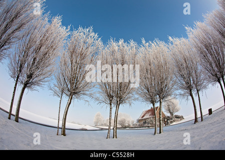 Les Pays-Bas, pays, Ferwoude route et arbres dans la neige et le gel. Objectif Fisheye. Banque D'Images