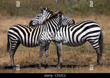 Deux zèbres debout dans un champ, la Ngorongoro Conservation Area, Tanzania Banque D'Images