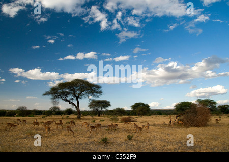 Troupeau d'impalas (Aepyceros melampus) marche dans un champ, parc national de Tarangire, Tanzanie Banque D'Images