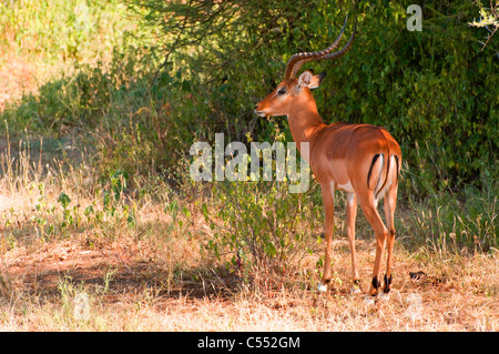 Impala (Aepyceros melampus) standing in a forest, Lake Manyara National Park, Tanzania Banque D'Images