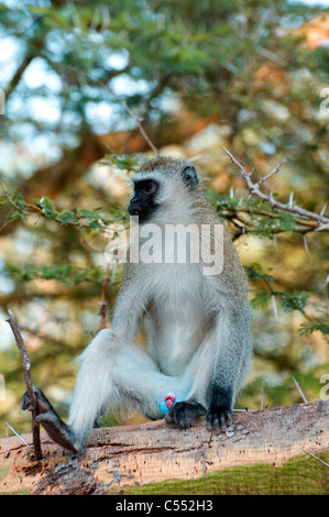 Singe vervet (Cercopithecus aethiops) sur un arbre, lac Manyara, Tanzania Banque D'Images