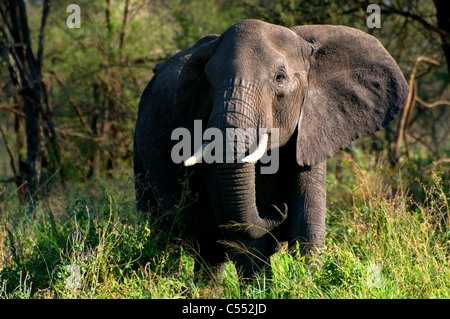 L'éléphant africain (Loxodonta africana) dans une forêt, parc national de Serengeti, Tanzanie Banque D'Images