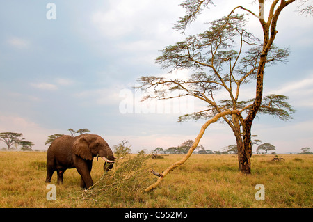 L'éléphant africain (Loxodonta africana) paissant dans une forêt, parc national de Serengeti, Tanzanie Banque D'Images