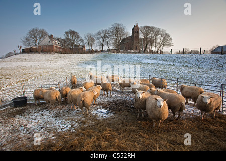 Les Pays-Bas, l'Église, Hogebeintum sur butte et moutons dans la neige. Banque D'Images