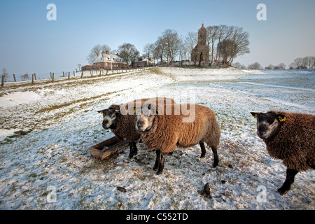 Les Pays-Bas, l'Église, Hogebeintum sur butte et moutons dans la neige. Banque D'Images