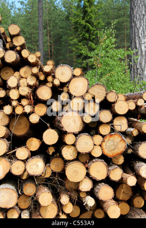 Couper des troncs empilés en forêt Banque D'Images