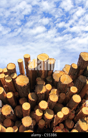 Le combustible du bois est eco friendly. Pile de grumes contre ciel bleu avec quelques nuages, l'accent sur se connecter se termine. Banque D'Images