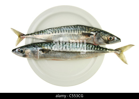 Maquereau frais deux la tête à la queue de poisson sur la plaque isolés contre white Banque D'Images