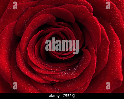 Photo Gros plan d'une belle rose rouge Corazon avec gouttes d'eau sur ses pétales Banque D'Images