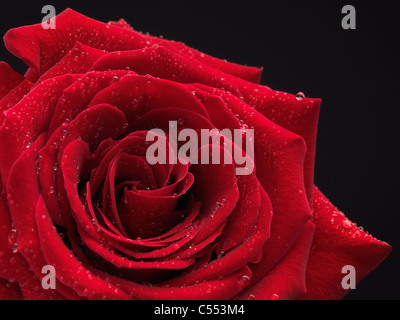 Photo Gros plan d'une belle rose rouge avec des gouttes d'eau sur ses pétales Banque D'Images