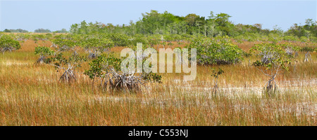 Les mangroves dans les Everglades Banque D'Images