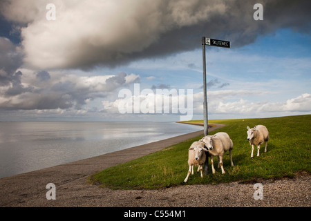 Les Pays-Bas, sur l'île d'Ameland, Buren appartenant aux îles de la mer des Wadden. Unesco World Heritage Site. Moutons sur digue Banque D'Images