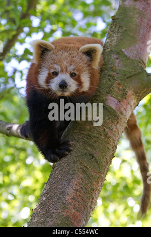 Le panda rouge (Ailurus fulgens), l'escalade d'un arbre Banque D'Images