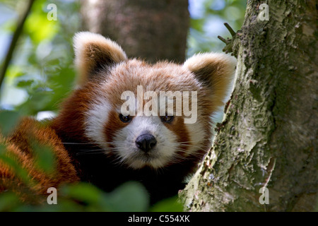 Le panda rouge, Ailurus fulgens repose dans l'arbre Banque D'Images