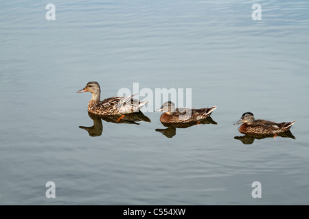 Une femelle Canard colvert, Anas platyrynchos, et ses deux canetons cultivés près. Richard DeKorte Park, Meadowlands, Lyndhurst, NJ Banque D'Images