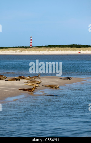 Les Pays-Bas, l'île d'Ameland, Hollum, appartenant aux îles de la mer des Wadden. Unesco World Heritage Site. Les joints et phare. Banque D'Images