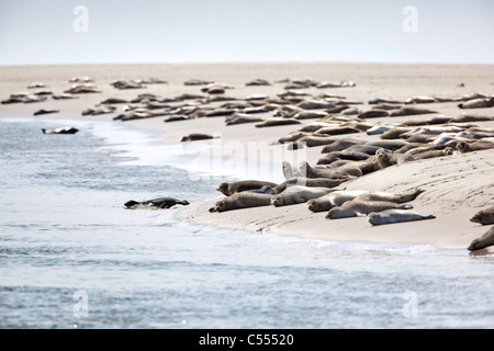 Les Pays-Bas, l'île d'Ameland, Hollum, appartenant aux îles de la mer des Wadden. Unesco World Heritage Site. Les joints. Banque D'Images