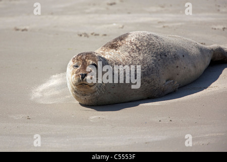 Les Pays-Bas, l'île d'Ameland, Hollum, appartenant aux îles de la mer des Wadden. Unesco World Heritage Site. Le joint. Banque D'Images