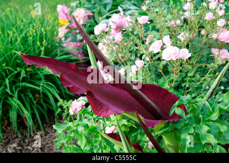 Close-up of a Dragon (Arum Dracunculus vulgaris) Banque D'Images