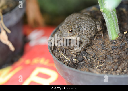 La faune Le jardin, crapaud commun, Bufo bufo, entre growbags et pots de fleurs en serre, Norfolk, Angleterre, juillet Banque D'Images