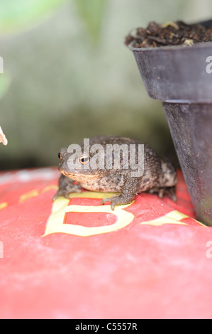 La faune Le jardin, crapaud commun, Bufo bufo, entre growbags et pots de fleurs en serre, Norfolk, Angleterre, juillet Banque D'Images