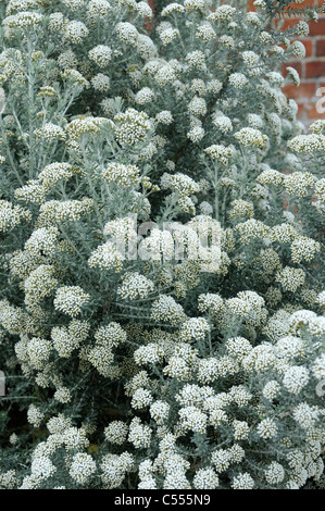 Ozothamnus 'Silver jubilee', Norfolk, Angleterre, juillet Banque D'Images