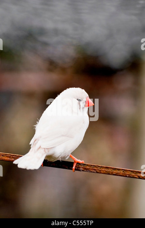 Un diamant mandarin blanc flanqué de châtaignier hen Banque D'Images