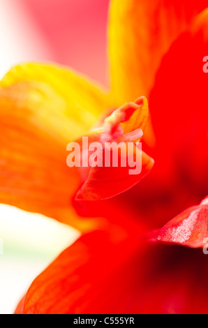 Amaryllis fleur abstract en rouge, orange et rose Banque D'Images
