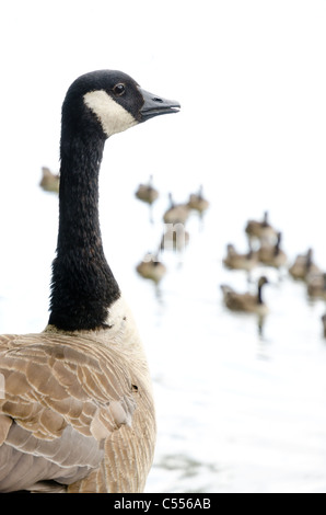 Bernache du Canada (Branta canadensis) Banque D'Images