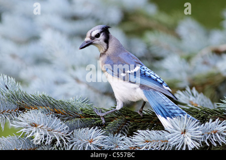 / Geai bleu Geai bleu (Cyanocitta cristata) Banque D'Images