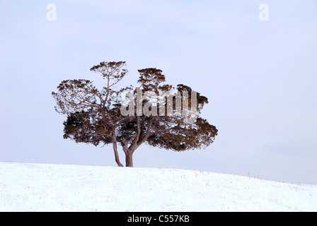 USA, Colorado, Black Canyon National Park, Juniper Tree Banque D'Images