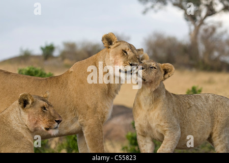 Lion (Panthera leo) interaction fierté après un repas, Masai Mara National Reserve, Kenya Banque D'Images