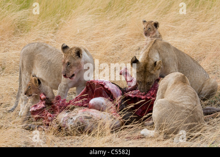 Troupe de lions (Panthera leo) se nourrissant d'un gnou, Masai Mara National Reserve, Kenya Banque D'Images