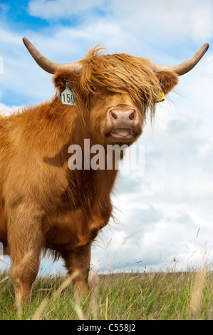 Vache Highland pâturage sur les landes. Banque D'Images