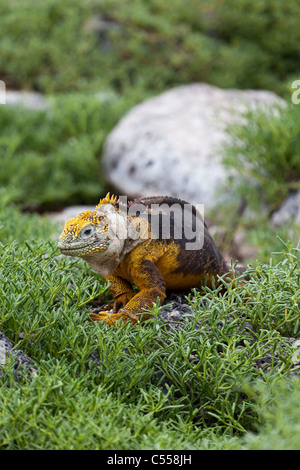 Conolophus subcristatus iguane terrestre de l'île South Plaza, îles Galapagos Équateur Banque D'Images