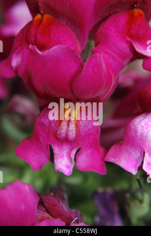 Muflier fleur dans le jardin. Worksop, Notts, Angleterre Antirrhinum majus Banque D'Images