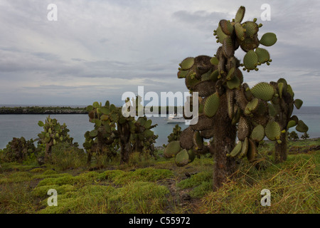 Cactus Opuntia, Île South Plaza, îles Galapagos, Equateur Banque D'Images