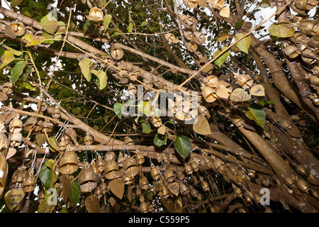 Détail de cloches pendus dans les arbres. Photo a été prise à côté de la statue du Grand Bouddha à Phuket, Thaïlande. Banque D'Images