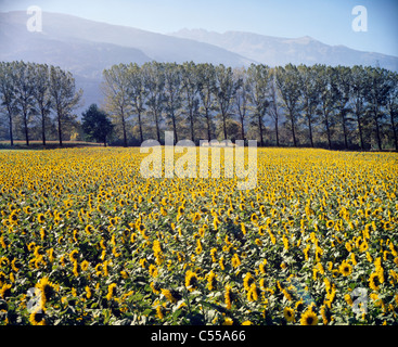 Le tournesol (Helianthus annuus) dans un champ, Grisons, Suisse Banque D'Images