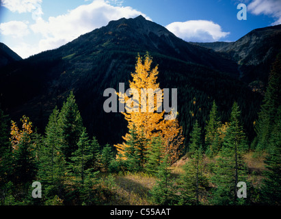 Les arbres avec une chaîne de montagnes en arrière-plan, le Parc National de Kootenay, Colombie-Britannique, Canada Banque D'Images