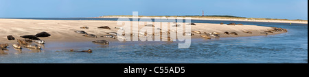 Les Pays-Bas, Hollum Ameland sur l'Île, appartenant à des îles de la mer des Wadden. Phare et les phoques sur la plage. Banque D'Images