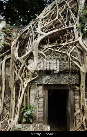 Les racines des arbres de croître autour de porte à Ta Phrom, c omplex Angkor Wat, Siem Reap, Cambodge Banque D'Images