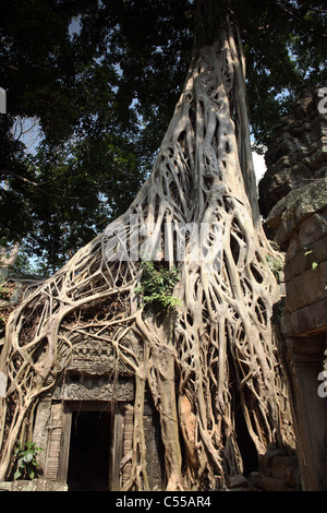 Les racines des arbres de croître autour de temple porte à Ta Phrom, complexe d'Angkor Wat, Siem Reap, Cambodge Banque D'Images