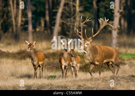 Les Pays-Bas, Otterlo, appelé parc national De Hoge Veluwe. Red Deer (Cervus elaphus). Banque D'Images