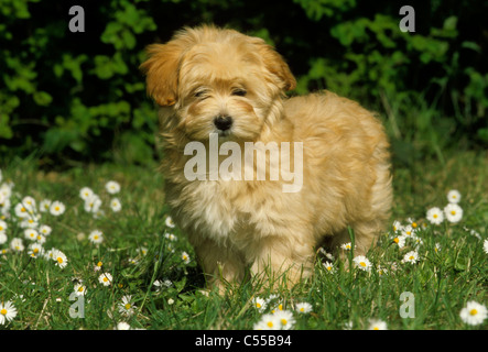 Havanese dog standing in meadow Banque D'Images