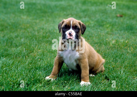 Portrait de chiot Boxer Banque D'Images