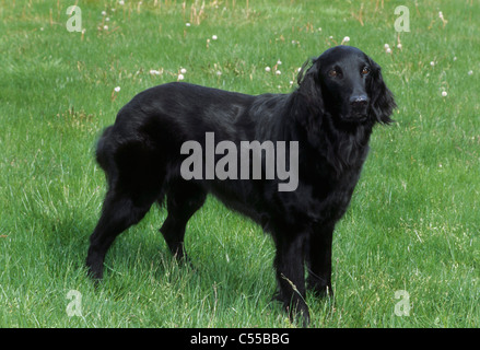 Portrait de chien Retriever à Poil Plat Banque D'Images